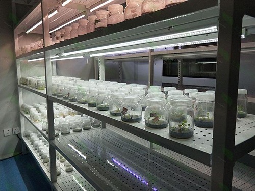 贡山植物组织培养实验室设计建设方案